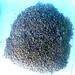 SESAME SEEDS